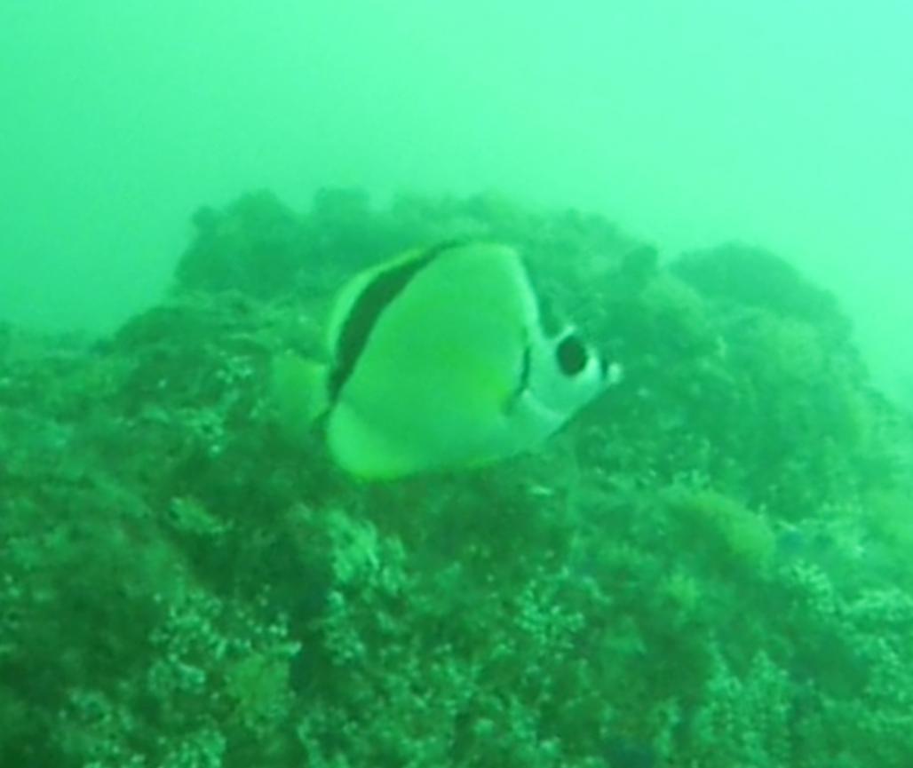 0719FISH02