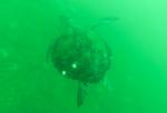 0719TURTLE